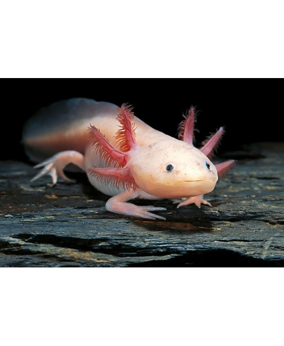 Axolotl Leucistique